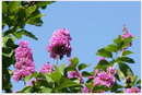 Giant Crape-myrtle, Banaba , Pride of India

